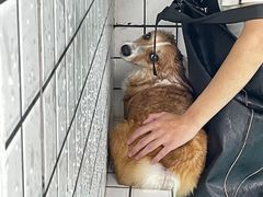 -柚子宠物(伊珊娜调理店)
