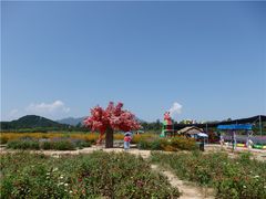 -北京东方普罗旺斯薰衣草庄园