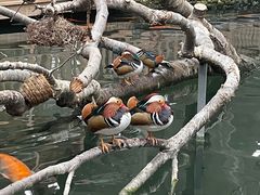 -南宫五洲植物乐园