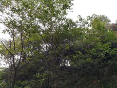 -惠山国家森林公园