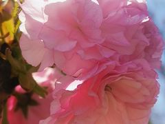 -高东镇樱花园