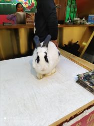 -未来动物城主题公园(正弘城店)