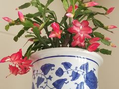 -梅陇花鸟市场-停车场