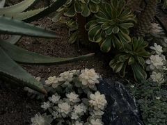 -深圳仙湖植物园