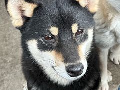 -柴犬高等学院·狗咖·柴犬售卖·宠物训练