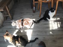 -海边的猫和咖啡馆