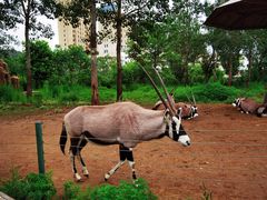 -大连森林动物园