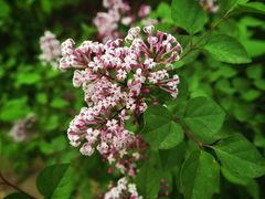 -黑龙江省森林植物园