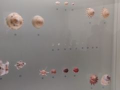 -青岛贝壳博物馆