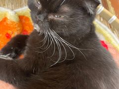 -共舞时光猫咖·狗咖(新街口店)