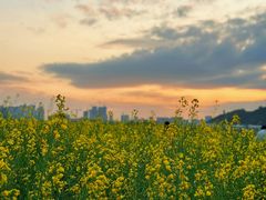 -光明小镇欢乐田园