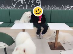 -安格丽娜·狗咖·猫咖羊驼咖(春熙路百盛商场店)