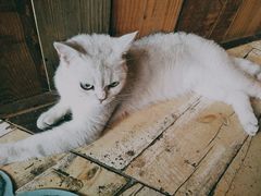 -壹六猫窝(谷德店)