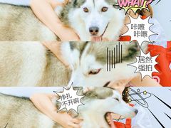-星多哈·狗咖·拼豆·咖啡