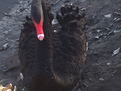 -明珠湖天鹅苑·农家菜馆