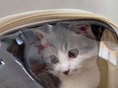 -瑞派长江宠物医院·猫科·外科·24小时夜护(谊城公寓分院)