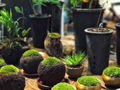 -植觉