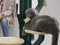 -共舞时光猫咖·狗咖(新街口店)