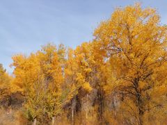 -金塔沙漠胡杨林景区