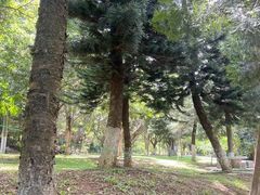-东莞市大岭山森林公园