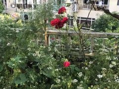 -先机泉水鸡汤(南山老君洞店)