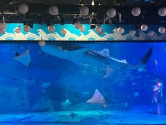 -烟台海昌鲸鲨海洋公园