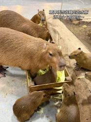 -Zoolung Zoolung动物主题公园(海信广场店)