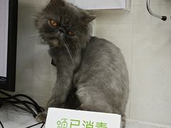 -瑞鹏宠物医院华南总院·夜诊·心脏科·骨科