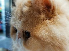 -纳吉亚猫专科动物诊疗中心(蒋宅口分院)