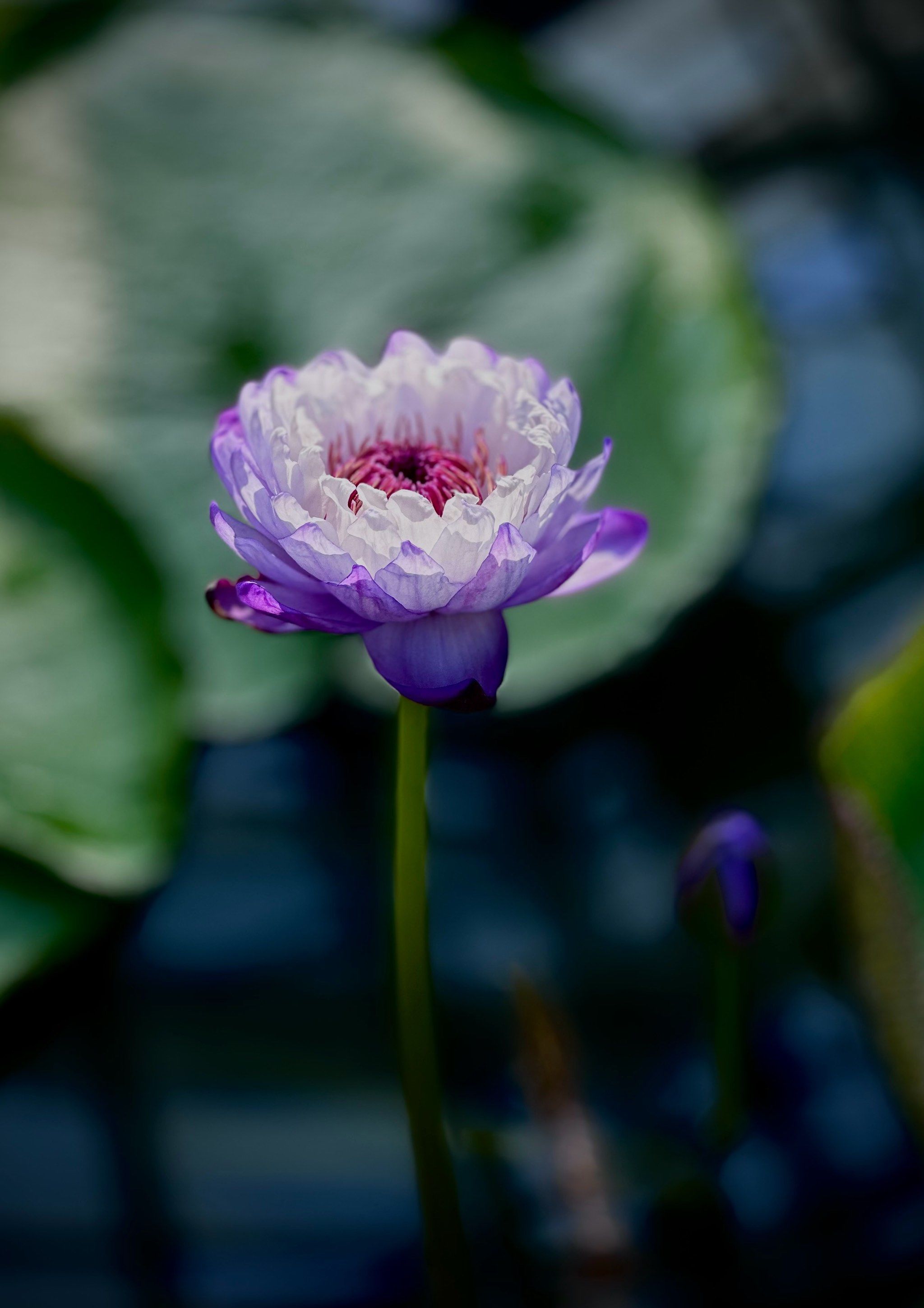 💐一年仅三天的王莲要开花了🧧520温室内实拍