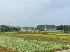 -莲花山花海
