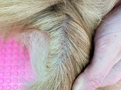 -唐小姐の私宠·宠物洗护美容·撸猫馆·购宠(周浦万达旗舰店)