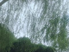 -丁香湖公园