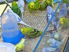 -哈尔滨道外花鸟鱼市场