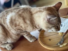 -Cappucimeow猫咪咖啡馆(韦伯时代店)