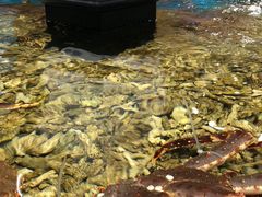 -盒马鲜生(曜一城店)