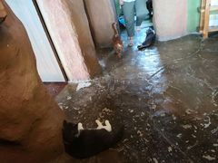 -猫猫幼稚园·撸猫·桌游·电玩