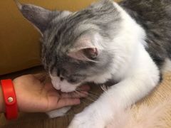 -1013 PET SHOP精品宠物商店(丁香店)