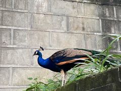 -都江堰普照寺
