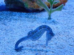 -上海海洋水族馆