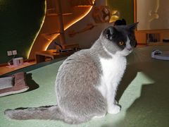 -猫和宫(六道口店)