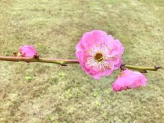 -龙头寺公园