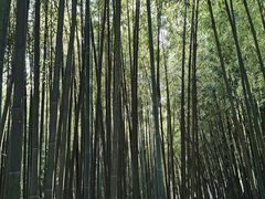 -泰山风景名胜区-普照寺