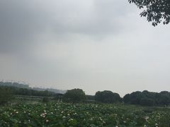 -荷塘月色湿地公园·向阳花洲