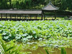 -龙头寺公园