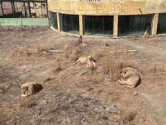 -新疆天山野生动物园