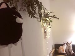 -豆老板的猫咖啡(碑林博物馆店)