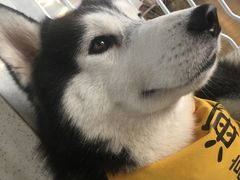 -Husky Go! 哈士奇体验馆·宠物咖啡厅狗咖
