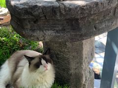 -喵屿·大理花园猫咖
