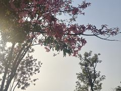 -顺峰山公园